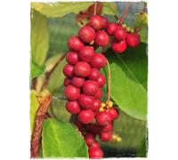 Pianta di SCHISANDRA CHINENSIS 'Autofertile' - Bacca dei 5 Sapori - h. 50/60 cm