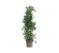 Pianta di Solanum Jasminoides Bianco Piramide pianta da esterno pianta da giardino pianta rampicante di Solanum pianta ornamentale pianta vera venduta da eGarden.store (Vaso 21 cm)