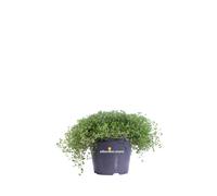 Pianta di Soleirolia Soleirolii Green vera ornamentale da esterno o interno