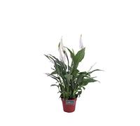 Pianta di Spatifillo Pianta di Spathiphyllum pianta da inerno pianta da fiore bianco pianta ornamentale di Spatifillo pianta vera venduta da eGarden.store (Vaso 12 cm)