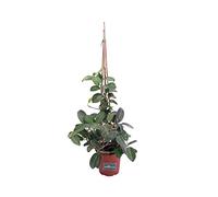 Pianta di Stephanotis Floribunda Pianta di Gelsomino del Madagascar pianta da esterno pianta rampicante pianta ornamentale di Gelsomino del Madagascar pianta vera venduta da eGarden.store