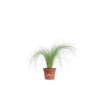 Pianta di Stipa Tenuissima Pony Tails pianta da esterno pianta graminacea pianta ornamentale di Stipa pianta vera da giardino venduta da eGarden.store (vaso 10 cm)