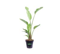 Pianta di Strelitzia Nicolai Uccello del Paradiso pianta da esterno o interno