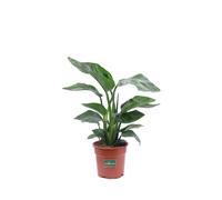 Pianta di Strelitzia Nicolai Uccello del Paradiso pianta da esterno o interno