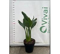 PIANTA DI STRELIZIA NICOLAI A CESPUGLIO IN VASO 23 (foto reale)