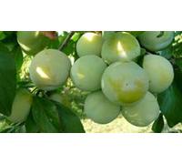 Pianta di susine Albero susino Regina Claudia gialla - Imballaggio speciale protettivo