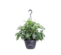 Pianta di Syngonium Arrow vera variegata tropicale ornamentale da interno