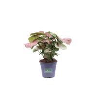 Pianta di Syngonium Red Heart Feel Green tropicale ornamentale da interno