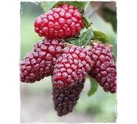 Pianta di TAYBERRY Buckingham 'Mora x Lampone' senza spine - in vaso (Vaso: Ø 14 cm - H: 40/50 cm)