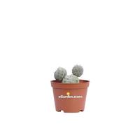 Pianta di Tephrocactus Geometricus pianta ornamentale da esterno o interno cactus globulare vero venduto da eGarden.store