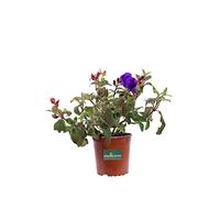 Pianta di Tibouchina Semidecandra Pianta di Tibouchina Urvilleana Pianta di Lasiandra Macrantha pianta da esterno pianta da fiore viola pianta vera pianta ornamentale venduta da eGarden.store