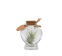 Pianta di Tillandsia pianta da interno pianta tropicale pianta ornamentale vera
