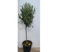 PIANTA DI ULIVO ALBERELLO IN VASO 21 CM ALTEZZA 80/90 CM (foto reali)