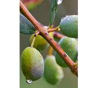 Pianta di Ulivo Albero di Olivo Età 2 anni Pianta da esterno di Ulivo o Olea Europea Pianta vera da mangiare di Ulivo o Olivo venduta da eGarden.store (Nocellara Messinese)