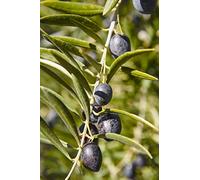 Pianta di Ulivo Albero di Olivo Età 2 anni Pianta da esterno di Ulivo o Olea Europea Pianta vera da mangiare di Ulivo o Olivo venduta da eGarden.store (Pasola o Pasola di Andria)