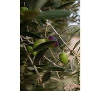 Pianta di Ulivo Albero di Olivo Età 2 anni Pianta da esterno di Ulivo o Olea Europea Pianta vera da mangiare di Ulivo o Olivo venduta da eGarden.store (Frantoio)