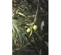 Pianta di Ulivo Albero di Olivo varietà Ascolana Età 2 anni Pianta da esterno di Ulivo o Olea Europea Pianta vera da mangiare di Ulivo o Olivo venduta da eGarden.store