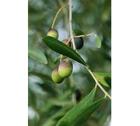 Pianta di Ulivo Albero di Olivo varietà Peranzana Età 2 anni Pianta da esterno di Ulivo o Olea Europea Pianta vera da mangiare di Ulivo o Olivo venduta da eGarden.store