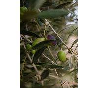 pianta di Ulivo albero Olivo varietà da olio età pianta due anni pianta vera