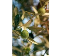 pianta di Ulivo albero Olivo varietà da olio età pianta due anni pianta vera