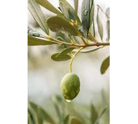 pianta di Ulivo albero Olivo varietà da olio età pianta due anni pianta vera