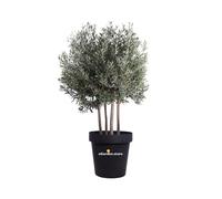 Pianta di Ulivo Ornamentale Olea Europaea singolo o multitronco da esterno