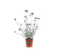 Pianta di Verbena Bonariensis Pianta di Verbena di Buenos Aires pianta da esterno pianta da fiore pianta da giardino pianta ornamentale di Verbena pianta vera di Verbena venduta da eGarden.store