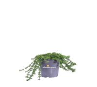 Pianta di Verbena X Hybrida vera fiore lilla/viola tappezzante da esterno