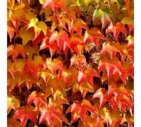 Pianta di Vite CANADESE Tricuspidata Ampelopsis in vaso 18 cm h 100 AMDGarden