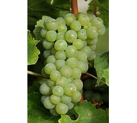 Pianta di Vite pianta di uva vigna da tavola pianta di uva innestata pianta vera di vite venduta da eGarden.store (Apirena Bianca)