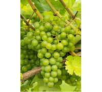 Pianta di Vite pianta di uva vigna da tavola pianta di uva innestata pianta vera di vite venduta da eGarden.store (Fragola Bianca Noah)