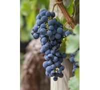 Pianta di Vite pianta di uva vigna da vino pianta di uva innestata pianta vera di vite venduta da eGarden.store (Ciliegiolo)