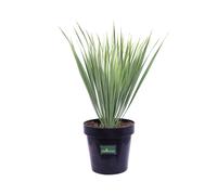 Pianta di Yucca Rostrata vera ornamentale tropicale da esterno varie misure
