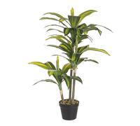 Pianta Dracaena C-Vaso 43Foglie H88Cm