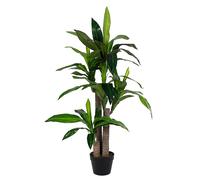 Pianta Dracaena C-Vaso 65Foglie H110
