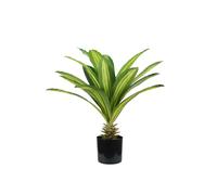 Pianta Dracaena In Polietilene Con 19 Foglie E Vaso Con Muschio 60cm