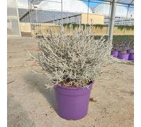 Pianta Eremophila Nivea