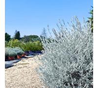 Pianta Eremophila Nivea