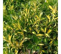 Pianta Euonymus Livornese