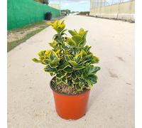 Pianta Euonymus Livornese