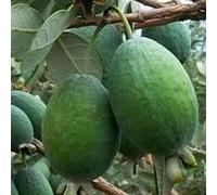 PIANTA FEIJOA APOLLO, VIVAI VALTELLINA PIANTA 2 ANNI AUTOFERTILE FRUTTO GROSSO