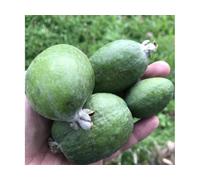 PIANTA FEIJOA MAMMOTH, VIVAI VALTELLINA PIANTA 2 ANNI AUTOFERTILE FRUTTO GROSSO