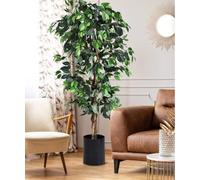 Pianta ficus benjamim alta bella verde Terre di Romagna. Made in Italy. Verissima vaso 18cm. 120 altezza. Qualità perfetta
