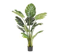 Pianta Filodendro C-Vaso 13Foglie H150