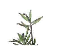 pianta grassa Kalanchoe pinnata pianta della vita succulenta da appartamento