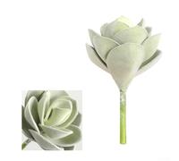 Pianta grassa ornamentale per interni per creare atmosfere calme focalizzate nelle zone di studio e negli angoli di meditazione (verde)