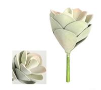 Pianta grassa ornamentale per interni per creare atmosfere calme focalizzate nelle zone di studio e negli angoli di meditazione (verde-rosa)