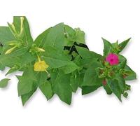 Pianta grassa succulenta da Esterno Interno con Vaso (MIRABILIS JALAPA BELLA DI NOTTE -)