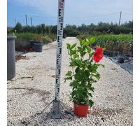 Pianta Hibiscus Rosa-Sinensis