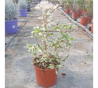 Pianta Hibiscus Rosa-Sinensis variegata